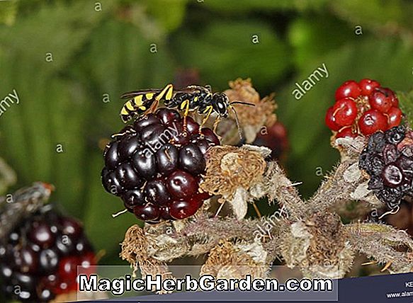 Rubus sp. (Bramble)