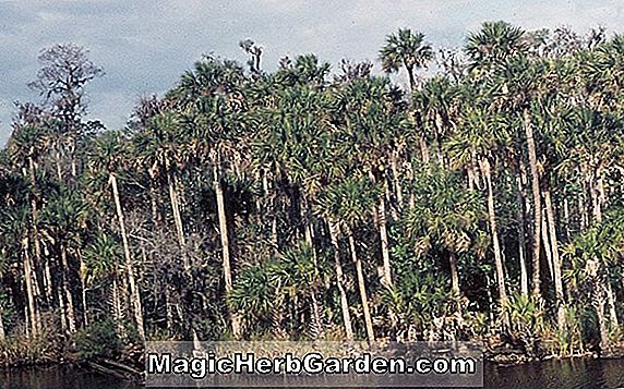 Sabal Minima (Scrub Palmetto)