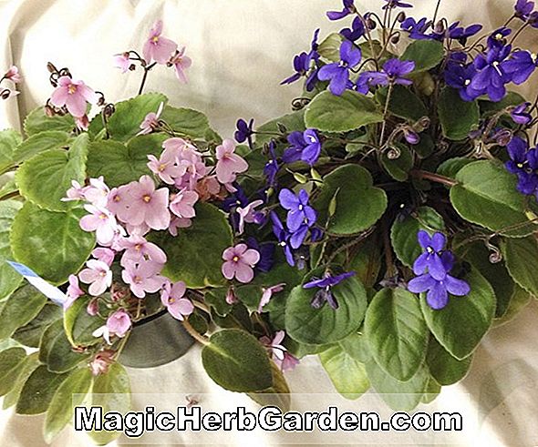 Saintpaulia ionantha (Milky Way Trail African Violet)