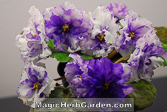 Planter: Saintpaulia ionantha (Delft African Violet)