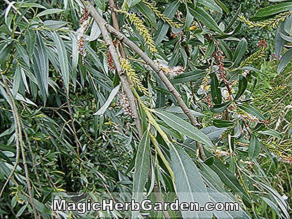 Planter: Salix alba (White Willow)