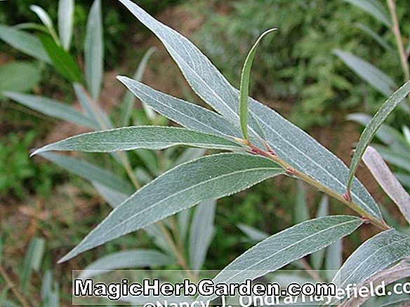 Salix alba var. sericea (f. argentea) (Silver Willow)