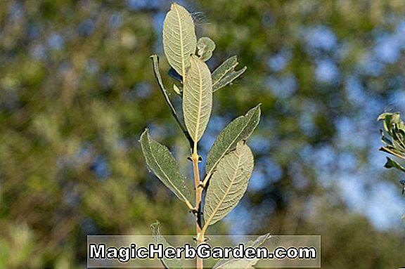 Salix daphnoides (Violet Willow)