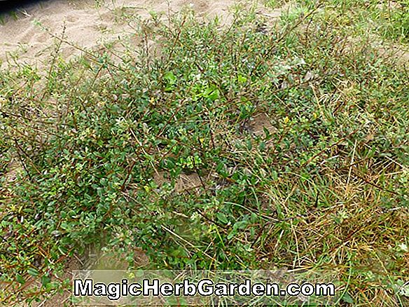 Salix repens (Creeping Willow)