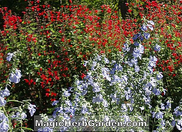 Salvia coccinea (Coral Nymph Texas Sage)