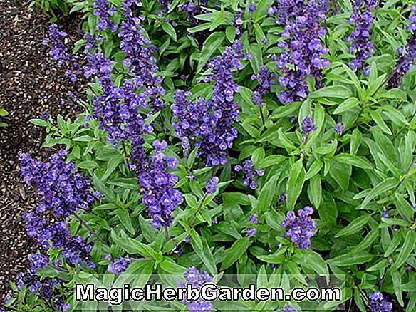 Planter: Salvia farinacea (Blue Bedder Mealycup salvie)