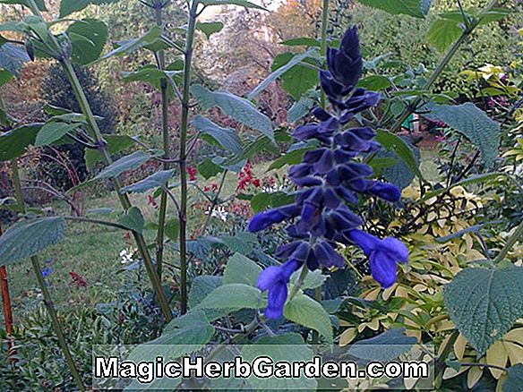 Pflanzen: Salvia Guaranitica (Schwarzer und Blauer Salbei)