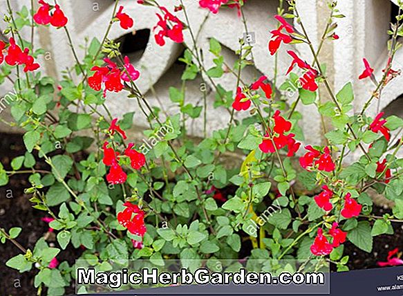 Salvia jamensis (Fuego Mexican Sage)