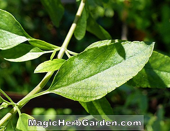 Salvia jamensis (Pat Vlasto Mexikanischer Salbei)