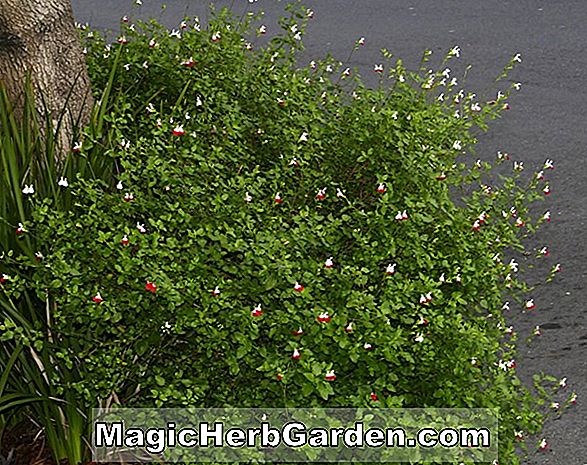Salvia microphylla (Littleleaf Sage)