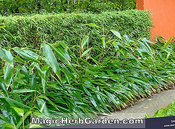 Sasa palmata (Nebulosa Bamboo)