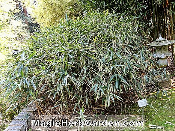 Pflanzen: Sasaella shiobarensis (Bambus) - #2