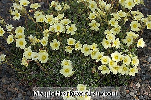 Saxifraga boydii (Saxifrage de Faldonside Boyd)