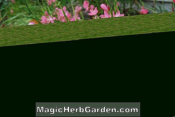 Schizostylis coccinea (Kaffir Lily Grandiflora)