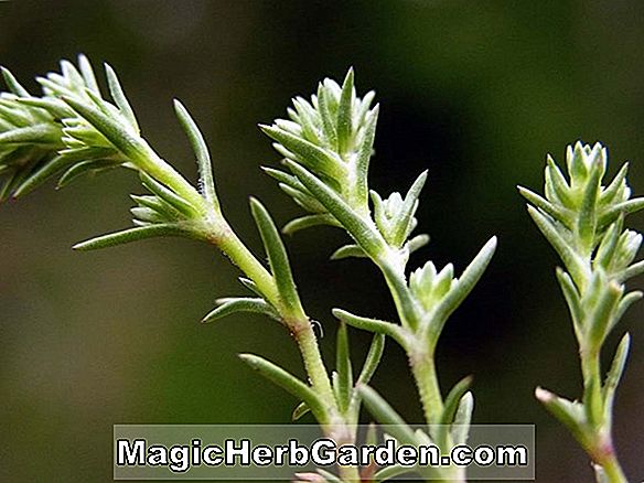 Scleranthus annus (Knawel)
