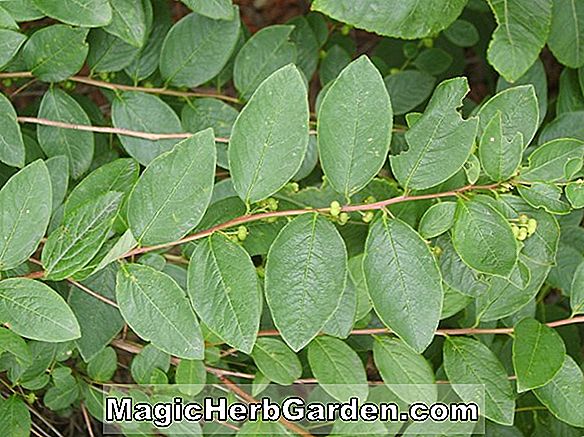 Pflanzen: Securinega suffruiticosa (Securinega)
