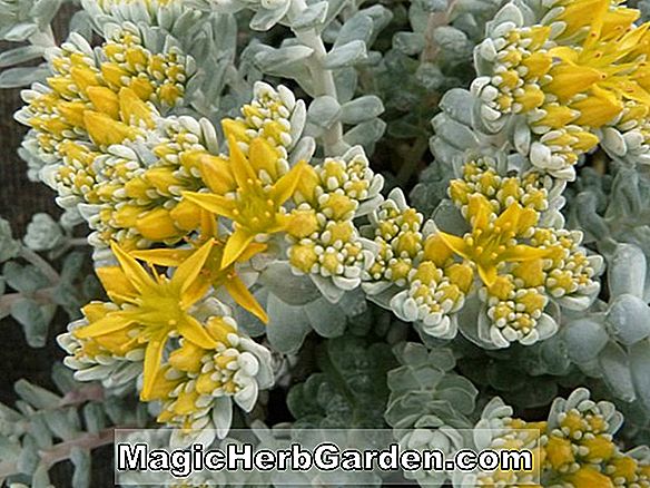 Planter: Sedum spathulifolium (Cape Blanco Stonecrop)