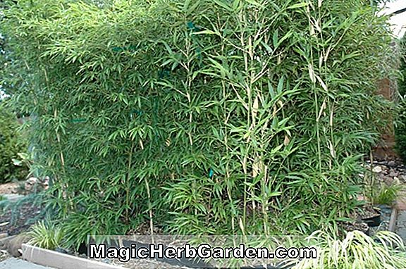 Semiarundinaria fastuosa (Narihira Bamboo)