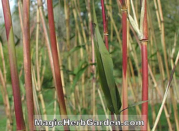 Pflanzen: Semiarundinaria yashadake (Bambus)