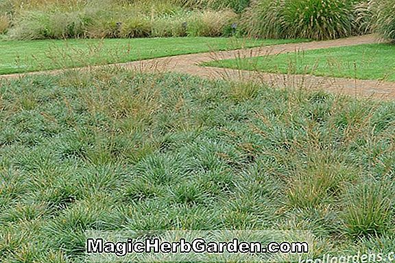 Sesleria caerulea (Blue Moor Grass)