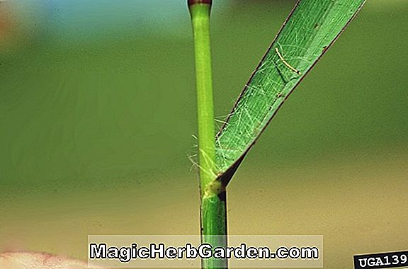 Planter: Setaria geniculata (Knotroot Foxtail)