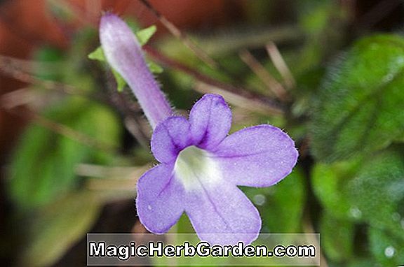 Sinningia pusilla (Miniature Gloxinia)