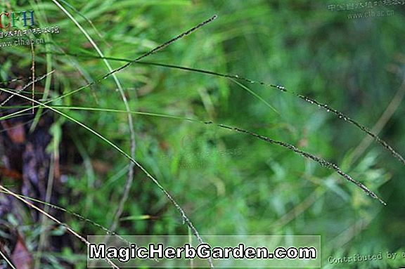 Planter: Sinobambusa intermedia (NULL)