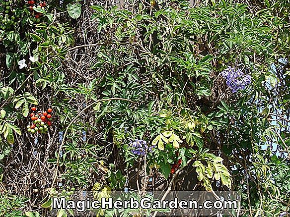 Planter: Solanum seaforthianum (St. Vincent Lilac)