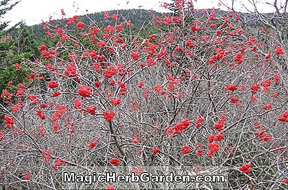 Planter: Sorbus americana (amerikansk bjergaske)