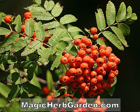 Sorbus aucuparia (Asplenifolia Sorbus)