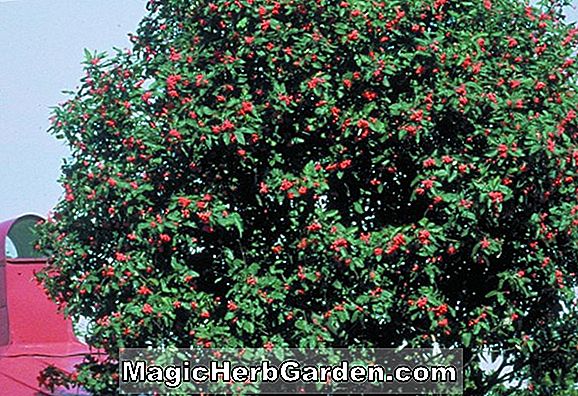 Sorbus thuringiaca (Torinói hegyi hamu)