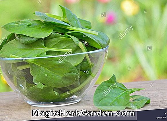 Spinacia oleracea (Mazurkaspinat)