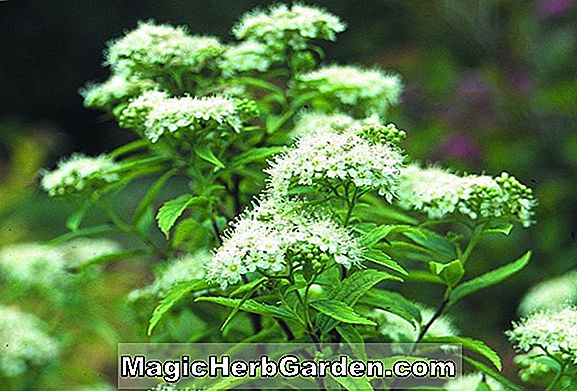 Spiraea albiflora (japansk hvid spirea)