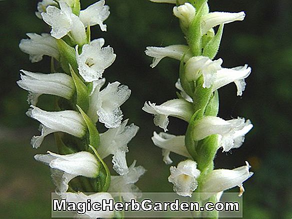 Spiranthes cernua (Spiranthes-Orchidee)