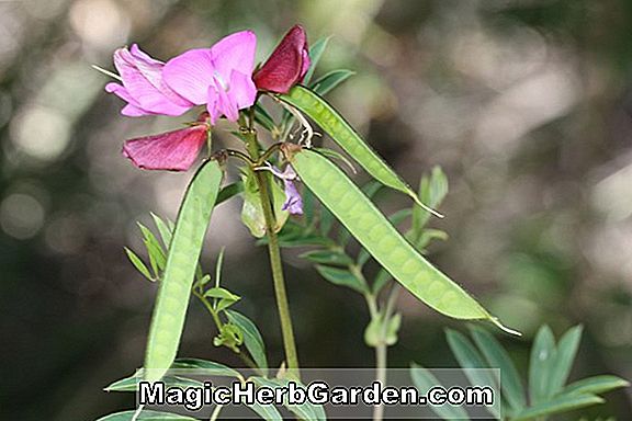 Planter: Swainsona galegifolia (Darling ærter)