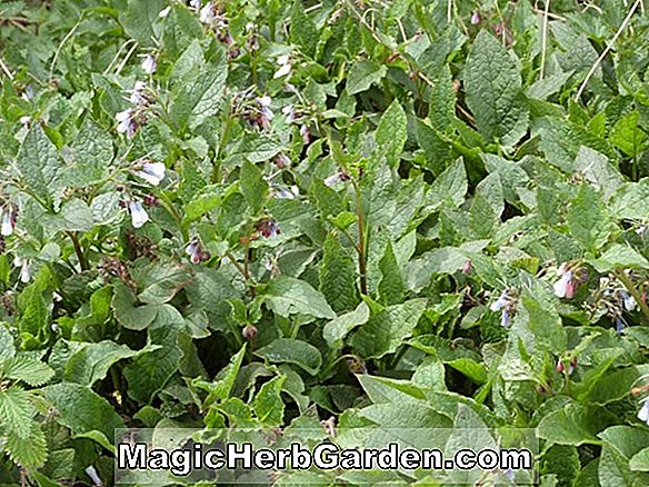 Planter: Symphytum officinale (Hidcote Pink)