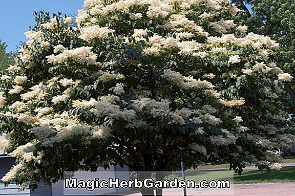 Planter: Syringa reticulata (Mandschuria Japanese Tree Lilac) - #2