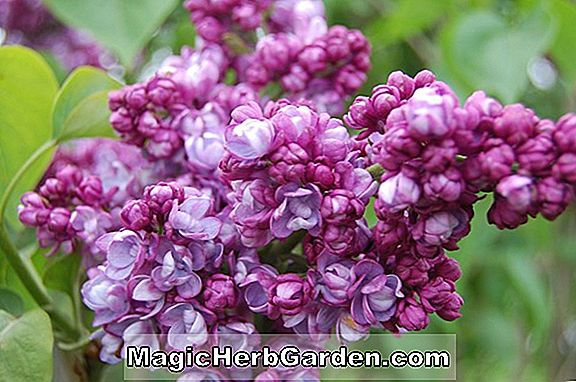 Planter: Syringa vulgaris (Joan Dunbar Common Lilac)