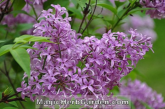Planter: Syringa x persica (Rubra Persian Lilac)