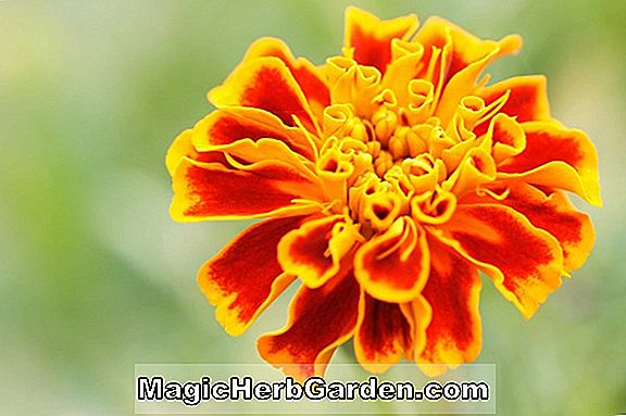 Plantes: Tagetes erecta (Lady Series Marigold)
