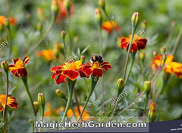 Tagetes tenuifolia (Gem Series Marigold) - #2