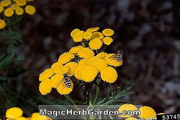 Tanacetum vulgare (Common Tansy Asteraceae)