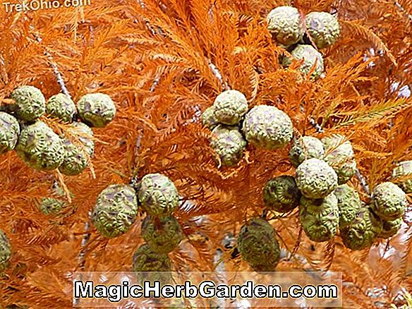 Taxodium distichum (Pendens Bald Cypress)