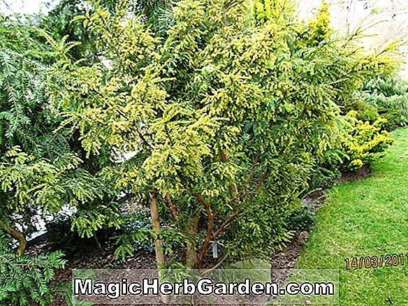 Taxus baccata (Overeynderi English Yew) - #2