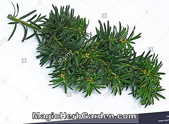Planter: Taxus baccata (Argentea Minor English Yew)