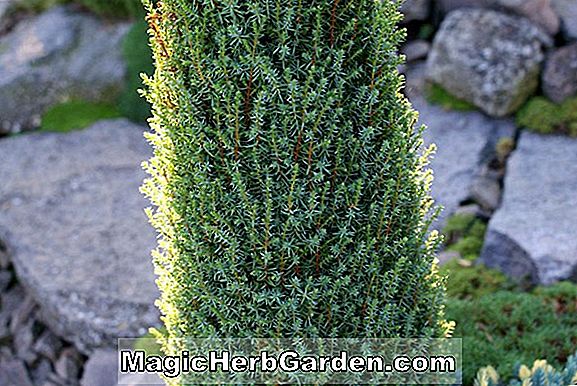 Pflanzen: Taxus baccata (Compressa englische Eibe)