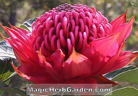 Telopea speciosissima (Common Waratah)