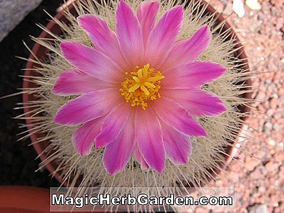 Thelocactus macdowellii (CommonName nicht verfügbar)