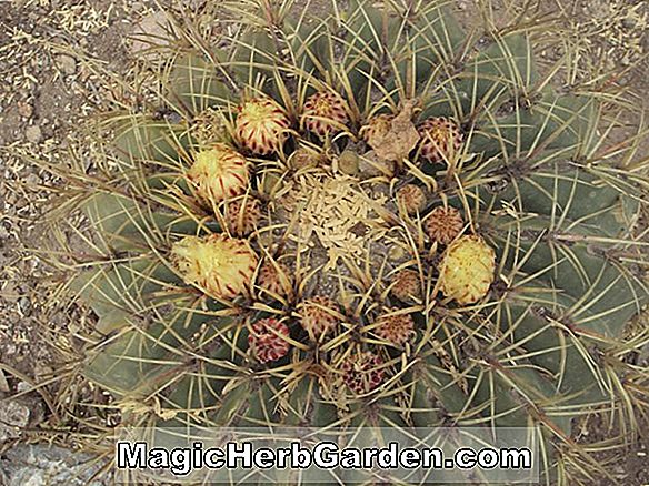 Thelocactus (CommonName ikke tilgængelig)