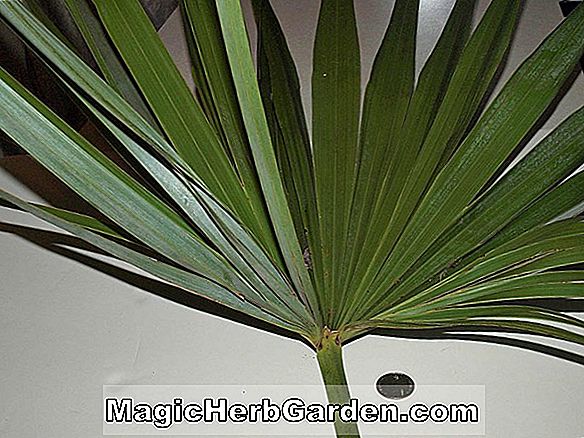 Pflanzen: Thrinax bahamensis (Sprödes Stroh)